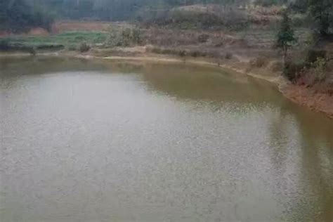 死水養魚|死水魚塘適合養什麼魚，死水魚塘養魚科技與注意事項